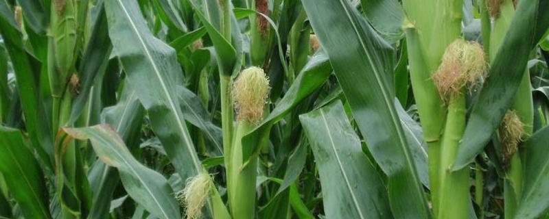 云瑞202玉米品种简介，密度4000－4500株/亩