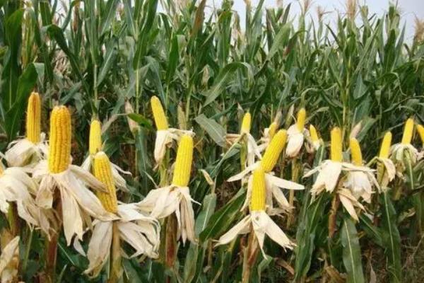 云瑞202玉米品种简介，密度4000－4500株/亩