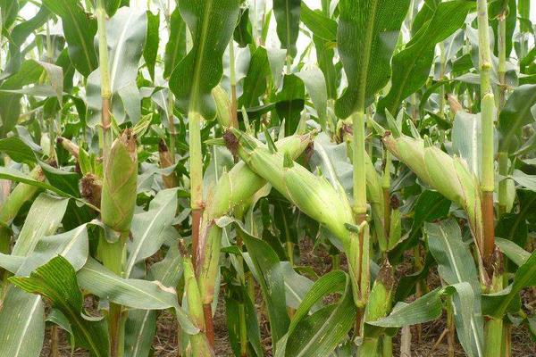 金种子866玉米种子特征特性，密度4000株/亩左右