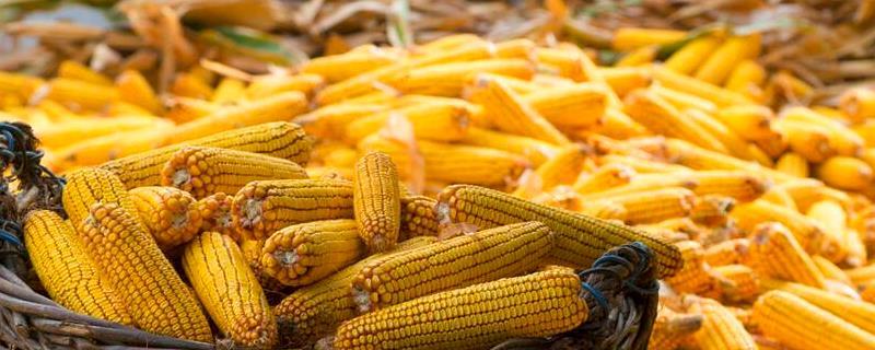 欣玉100玉米种简介，密度4500－5000株/亩