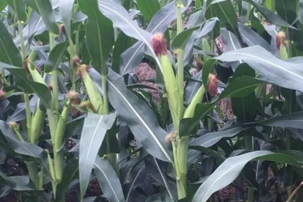 金苹果699玉米种简介，密度5500－6000株/亩