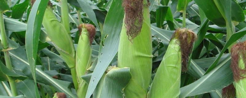 京科511玉米种子特征特性，中抗小斑病