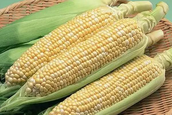 禾田204玉米种子特征特性，中抗茎腐病