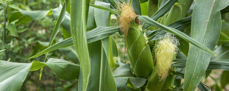 美农359玉米品种的特性，中抗茎腐病