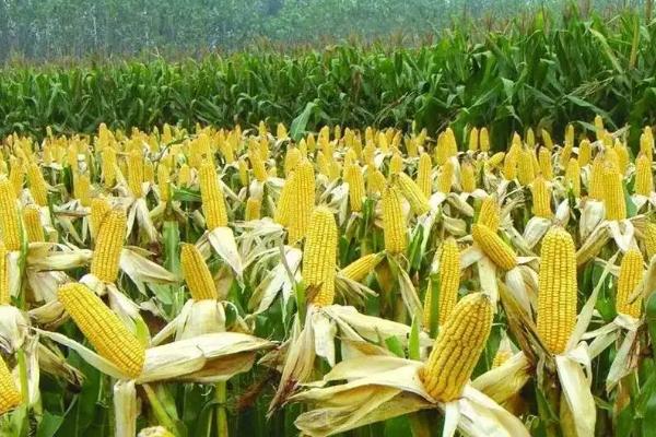 吉耐尔6518玉米种子介绍，密度6000株/亩左右