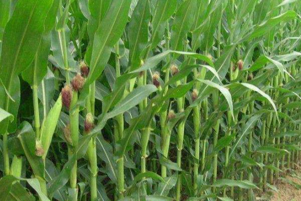 吉耐尔6518玉米种子介绍，密度6000株/亩左右
