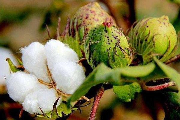 皖棉研1318棉花种简介，露地直播以4月下旬播种为宜