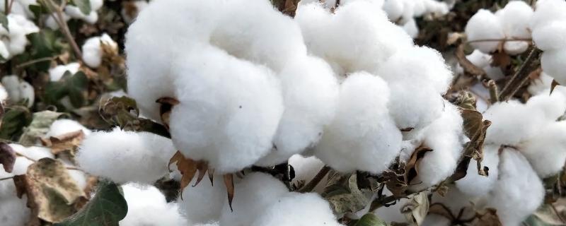 H1594棉花种子特征特性，每亩12000株左右为宜