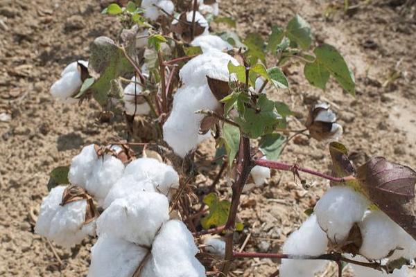 石大棉192棉花种子特征特性，滴施黄腐酸和乙蒜素防治黄萎病