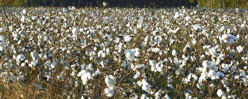 皖棉研1318棉花种简介，露地直播以4月下旬播种为宜