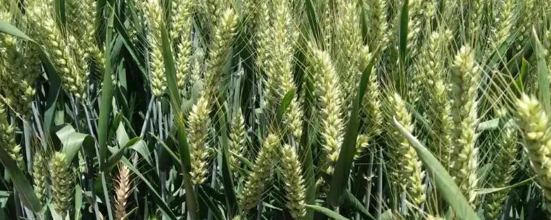 中研麦688小麦品种简介，全生育期228.2天