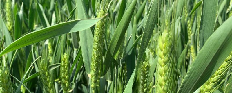中麦5215小麦品种简介，冬前群体每亩90万茎左右为宜