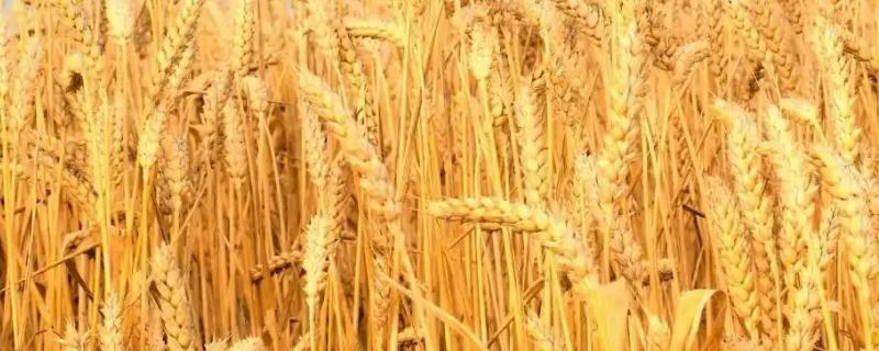 豫农916小麦品种的特性，全生育期228.3天