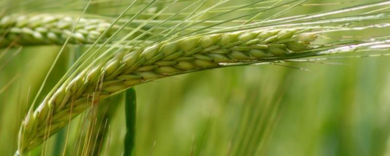 国禾麦3号小麦品种的特性，全生育期229.2天