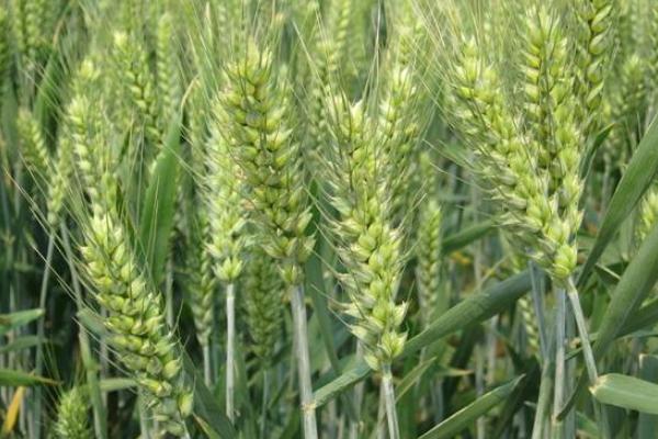 马兰11号小麦种子特点，适宜播种期10月5日―15日