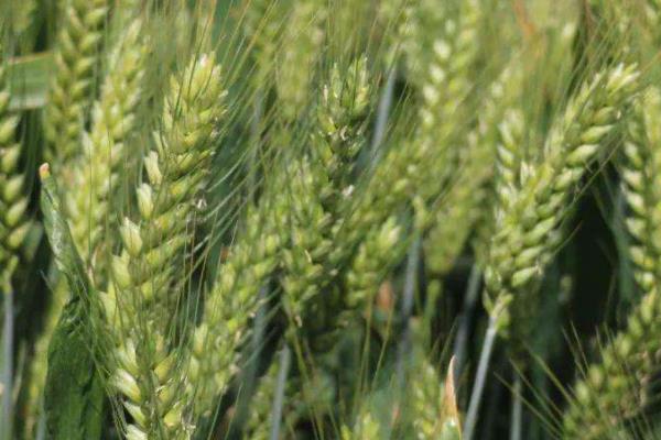 国禾麦3号小麦品种的特性，全生育期229.2天