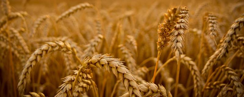 淮麦59小麦种子特征特性，全生育期228.4天