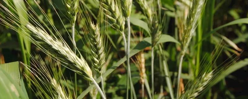 安科1602小麦品种简介，全生育期219.2天
