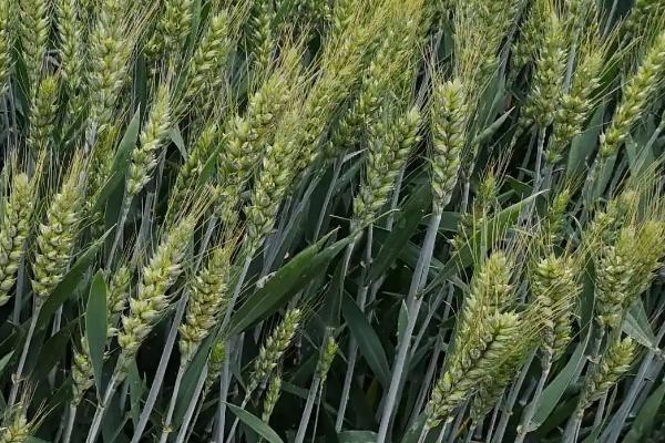 马兰11号小麦种子特点，适宜播种期10月5日―15日