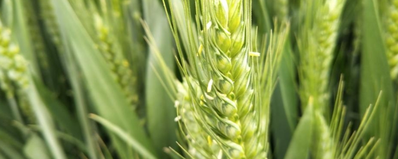 安科1803小麦种子介绍，适宜播种期10月上中旬