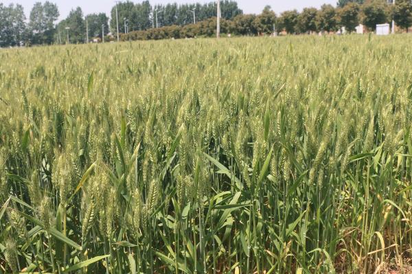 皖垦麦1702小麦品种的特性，全生育期220.7天