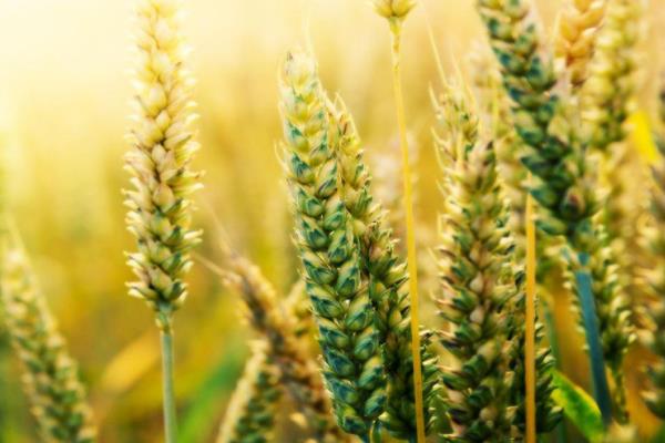 鲁研951小麦品种的特性，全生育期236.0天