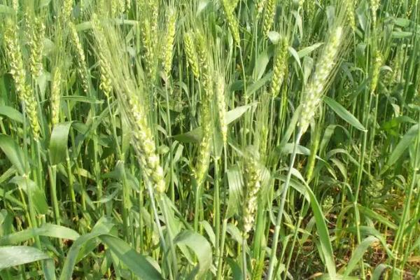 皖垦麦1702小麦品种的特性，全生育期220.7天
