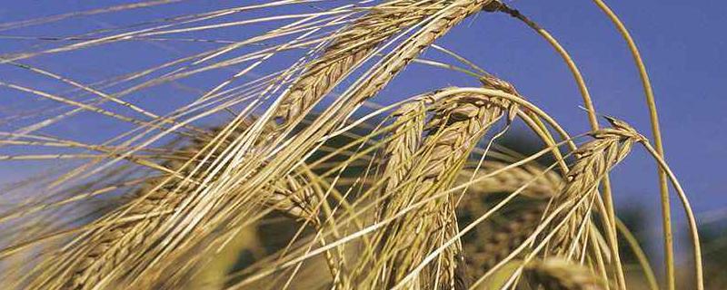 漯麦49小麦品种的特性，中抗赤霉病
