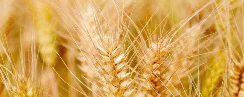 中科166小麦种简介，中抗赤霉病