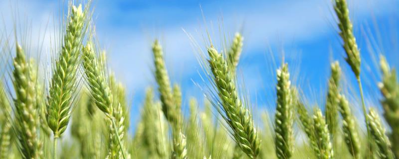 济麦44小麦种子特征特性，适宜播种期10月上中旬