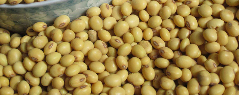 华夏2号大豆品种简介，低肥力地块2万株