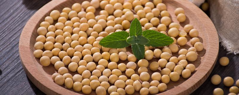洛豆1305大豆种子特征特性，初花期重点防治各种刺吸性害虫