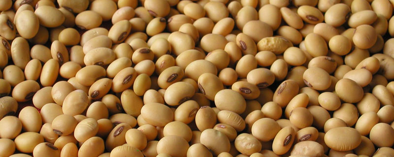冀豆32大豆种子特征特性，黄淮海夏大豆高油型品种