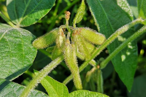 安豆115大豆种子特征特性，中抗花叶病毒病3号株系