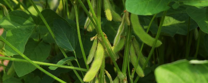 吉育215大豆种子介绍，8月上中旬及时防治大豆食心虫