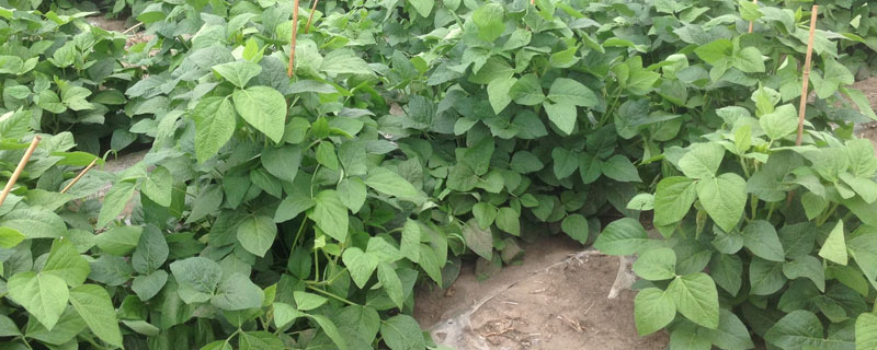 吉育594大豆种子特点，4月末至5月初播种