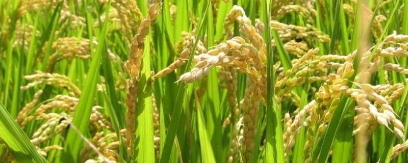 泰谷优618水稻品种的特性，一般6月中下旬播种