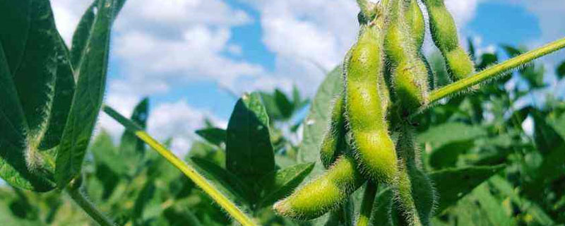 合农144大豆种子特征特性，5月上旬播种