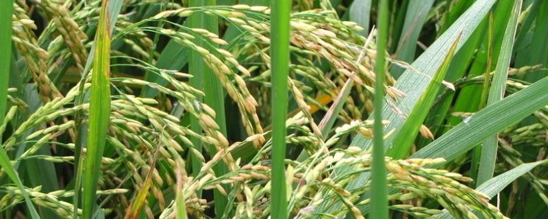 杉谷优618水稻种简介，全生育期117.4天