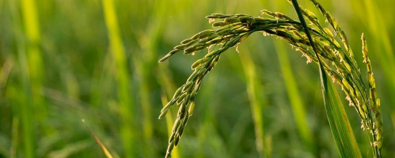 金龙优2877水稻种子特征特性，一般6月中下旬播种播种