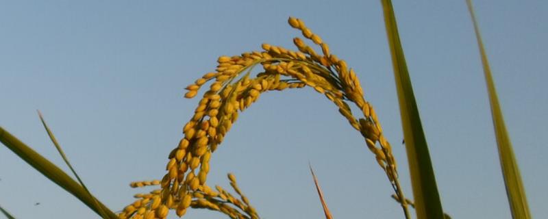 银两优182水稻种子介绍，每亩有效穗数18.5万穗