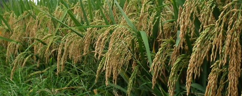 平两优8号水稻种子特点，籼型两系杂交水稻品种