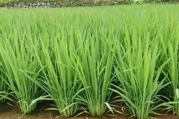 峻两优8549水稻种子简介，一般4月下旬至5月上中旬播种