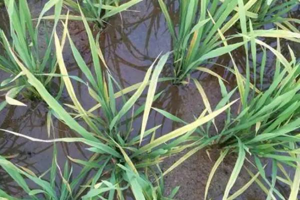 峻两优8549水稻种子简介，一般4月下旬至5月上中旬播种