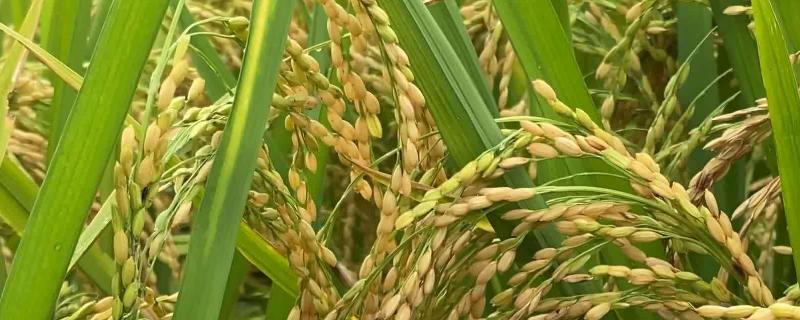 荃科两优泰香水稻种子介绍，每亩有效穗数18.1万穗