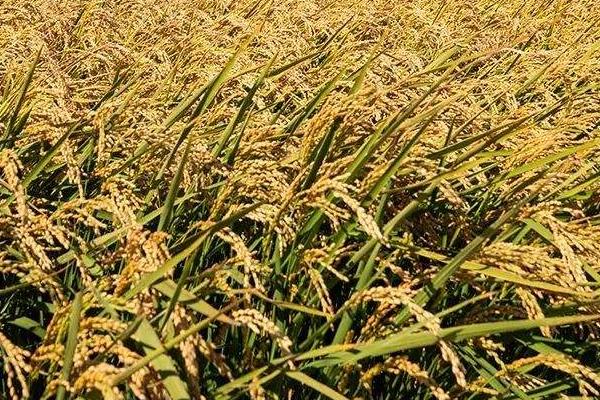 富两优2877水稻种子介绍，秧田播种量每亩10.0千克