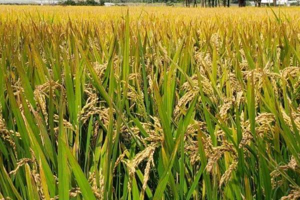 隆晶优3113水稻种简介，每亩有效穗数18.9万穗