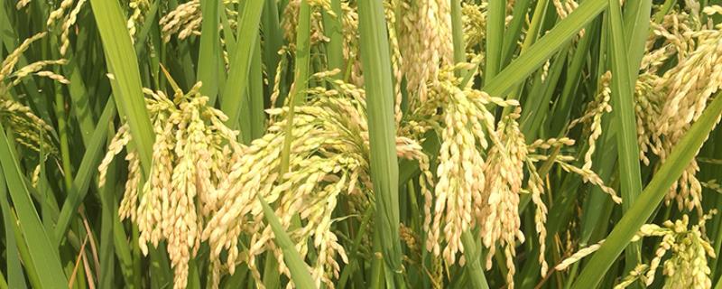 慧优奥隆丝苗水稻品种简介，籼型三系杂交水稻品种