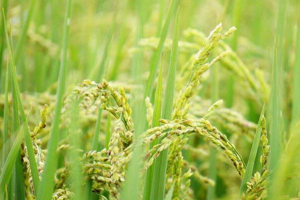 隆晶优3113水稻种简介，每亩有效穗数18.9万穗