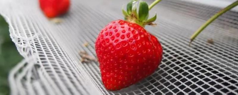 日本有哪些比较贵的草莓品种，美人姬、甘王草莓、栃木少女等品种的售价较高
